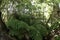 Soft tree fern, Dicksonia antarctica, 1.