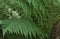Soft tree fern, Dicksonia antarctica, 2.