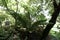 Soft tree fern, Dicksonia antarctica, 6.
