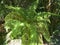 Soft tree fern / Dicksonia antarctica, Dicksonia fibrosa, Dicksonia squarrosa / Man fern, Baumfarn or Australischer Taschenfarn