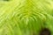 Soft Tree Fern With Out of Focus Background.