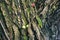 Soft tree growing on the bark of a large tree with beautiful patterns a moss green.