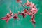 Soft twig Spiraea japonica or Japanese meadowsweet in a glass on a green rustic shabby background.