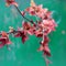 Soft twig Spiraea japonica or Japanese meadowsweet in a glass on a green rustic shabby background.