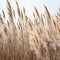 soft vegetation on an abstracted natural background Selloan cortaderia Frosted pampas grass with a boho inspired background