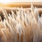 soft vegetation on an abstracted natural background Selloan cortaderia Frosted pampas grass with a boho inspired background