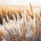 soft vegetation on an abstracted natural background Selloan cortaderia Frosted pampas grass with a boho inspired background
