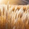 soft vegetation on an abstracted natural background Selloan cortaderia Pampas grass with a boho style background of