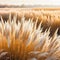 soft vegetation on an abstracted natural background Selloan cortaderia Pampas grass with a boho style background of