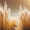 soft vegetation on an abstracted natural background Selloan cortaderia Pampas grass with a boho style background of