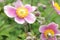 Soft velvet pink Anemone flowers