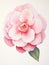 Soft and Vibrant Camellia Petals in Botanical Watercolor AI Generated