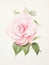 Soft and Vibrant Camellia Petals in Botanical Watercolor AI Generated AI Generated