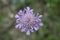 Soft violet flower in a summer rainy day