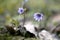 Soft violet flowering liverwort (Anemone hepatica).