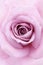 Soft violet rose