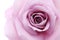 Soft violet rose