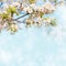 Soft Wallpaper With blossom plum tree