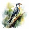 Soft Watercolor Illustration Of Toucan Levant Sparrowhawk In Nature