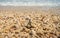 Soft wave of the sea on the sandy beach with dead corals