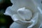 Soft White Center of Gardenia Bloom