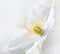 Soft white clematis flower