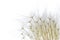 Soft white dandelion seeds