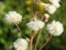 Soft white fluff in meadow with morning dew