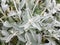 Soft white and green leaves on lamb`s ear plant