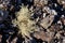 Soft white lichen