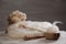 Soft white wool and spindles on wooden table. Space for text