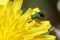Soft-winged flower beetle, Psilothrix viridicoerule, walking on a yellow flower under the sun