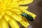 Soft-winged flower beetle, Psilothrix viridicoerulea, walking on a yellow flower under the sun