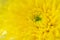 Soft yellow chrysanthemum flower with dew drops focus on pollen on white background