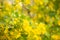 Soft Yellow Currant Blossoms Ribes nigrum