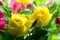 Soft yellow roses