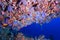 Softcoral and fishes