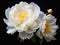 Softened Elegance: A Stunning Peony Display of White Flowers wit