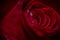 Softfocus Red rose closeup with drop macro photo