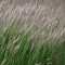 A softly blurred image of a field of tall grass swaying in the wind, evoking a sense of serenity and abstraction3, Generative AI