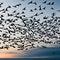 A softly blurred image of a flock of birds in flight, capturing their movement in an abstract and poetic manner3, Generative AI