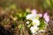 Softly blurred white and pink primroses blooming in sunny winter