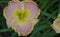 Softly colored daylily
