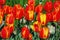 Softly colored red-yellow tulips