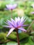 Softly focus purple lotus flower or water lily flower