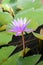 Softly focus purple lotus flower or water lily flower