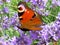 Softly focused red brown peacock butterfly softly landing on lavender blossom