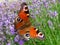 Softly focused red brown peacock butterfly softly landing on lavender blossom