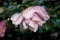 Softly pink camellia bloom under glossy leaves
