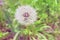 Softly white flower dandelion on the green background, concept o